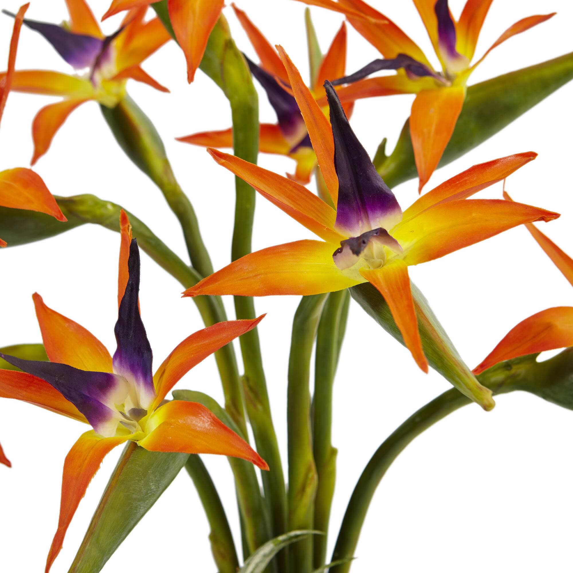 24" Bird of Paradise Arrangement in Black Glossy Cylinder